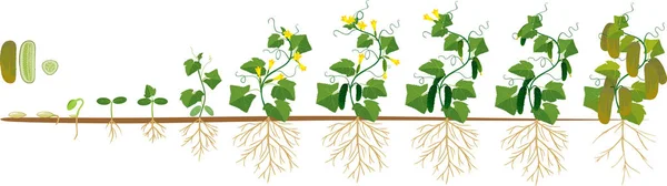 Lebenszyklus Der Gurkenpflanze Wachstumsphasen Von Samen Und Sprossen Bis Hin — Stockvektor