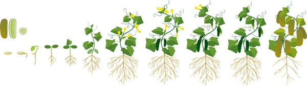 Життєвий Цикл Огіркової Рослини Етапи Росту Від Насіння Паростка Дорослої — стоковий вектор