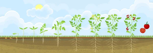 Ciclo Vida Planta Tomate Etapas Crecimiento Semillas Brotes Plantas Adultas — Vector de stock