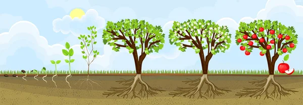 Life Cycle Of Apple Tree Stages Of Growth From Seed And Sprout To life-cycle-of-apple-tree-stages-of-growth-from-seed-and-sprout-to