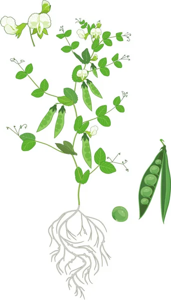 Botanische Illustration Erbsenpflanze Pisum Sativum Mit Blüten Grünen Blättern Und — Stockvektor