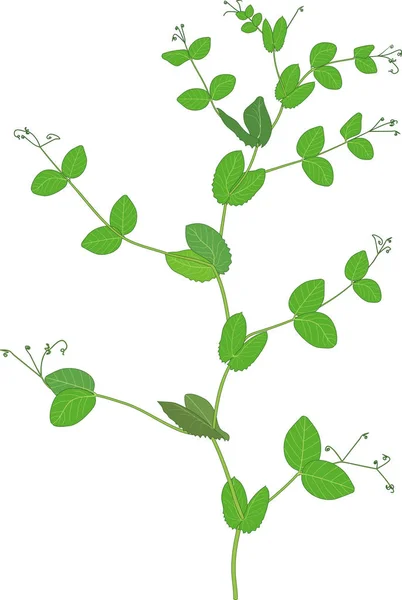 Beyaz Arka Plan Üzerinde Izole Yeşil Yaprakları Ile Bezelye Tesisi — Stok Vektör