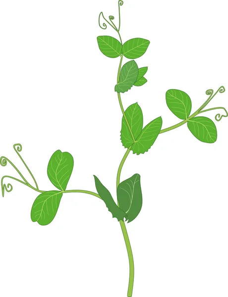 Hrášek Rostlina Zelenými Listy Izolované Bílém Pozadí — Stockový vektor