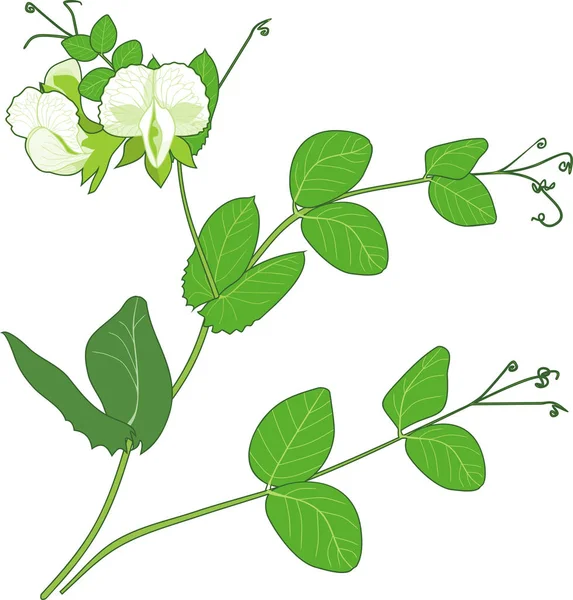 Bezelye dal çiçek ve beyaz arka plan üzerinde izole yeşil yaprakları ile