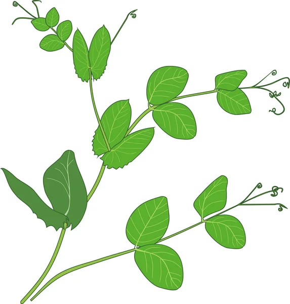 Planta Guisante Con Hojas Verdes Aisladas Sobre Fondo Blanco — Vector de stock