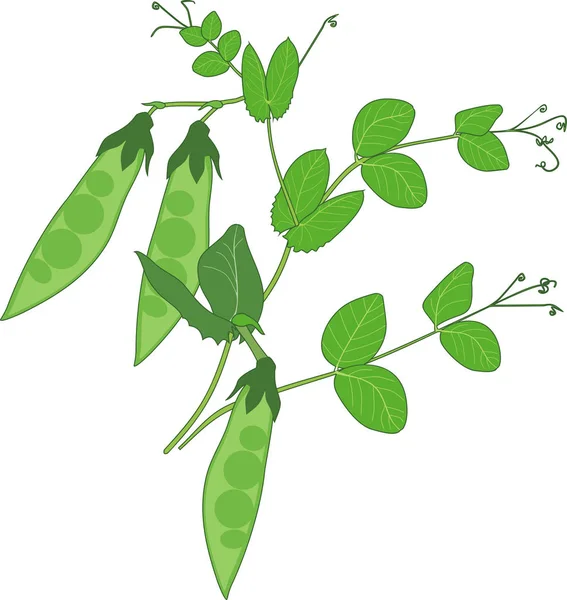 Горох Ветви Фруктами Зелеными Листьями Изолированы Белом Фоне — стоковый вектор