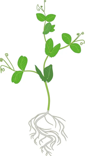 Seedling Pea Root System Green Leaves Isolated White Background — Stock Vector