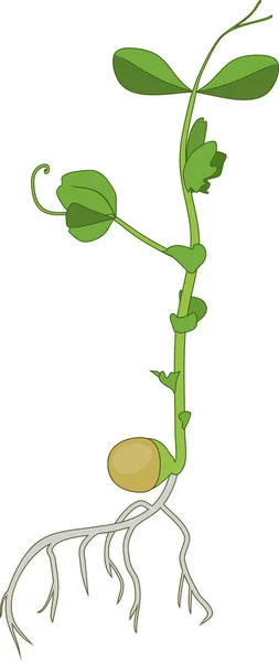 Растение Гороха Корневой Системой Зелеными Листьями Белом Фоне — стоковый вектор