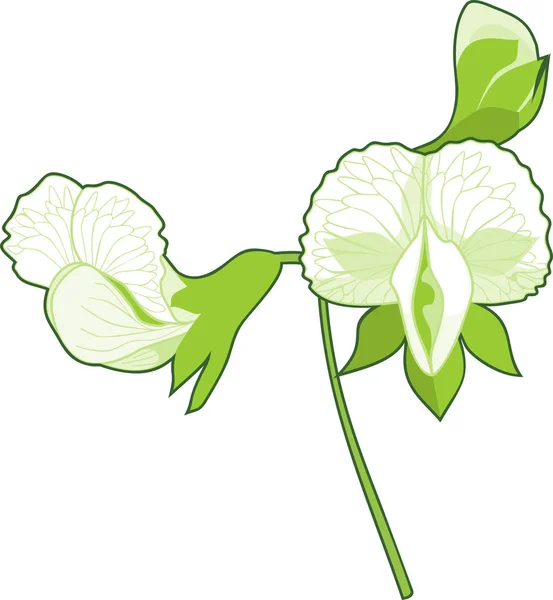 Pea Białe Kwiaty Białym Tle — Wektor stockowy