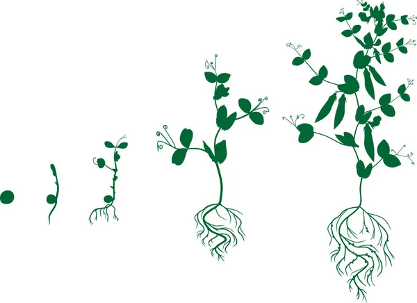 Ciclo Vida Planta Guisantes Etapas Del Crecimiento Guisantes Semillas Brotes — Vector de stock