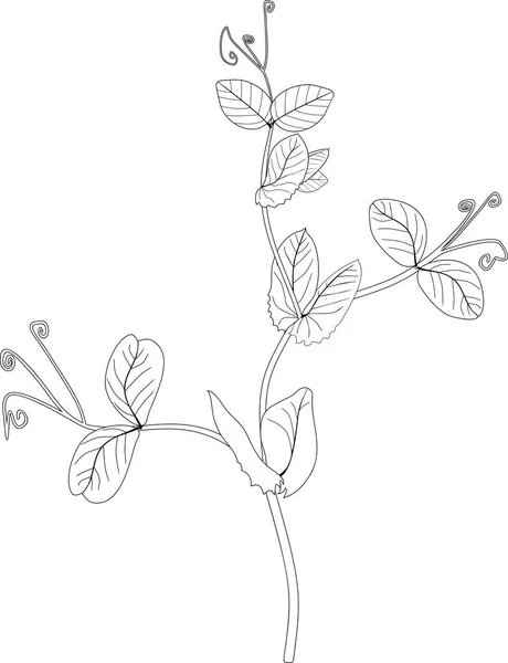 Coloriage Branche Pois Avec Feuilles — Image vectorielle