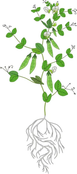 Pea Plant Fruits Green Leaves Flowers Root System Isolated White — Stock Vector