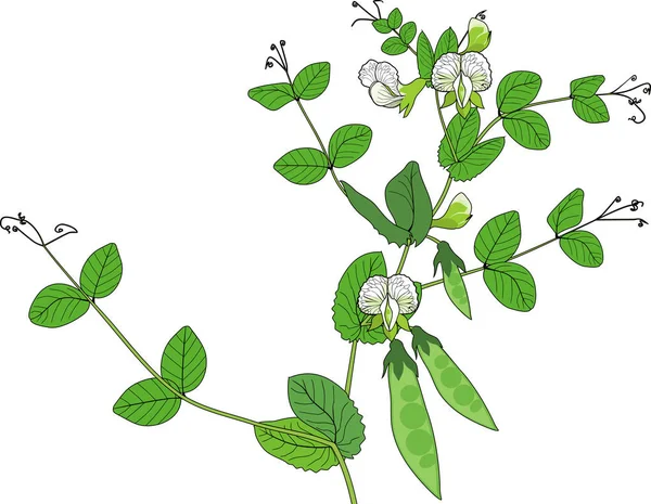Planta Guisante Con Frutos Hojas Verdes Flores Aisladas Sobre Fondo — Vector de stock
