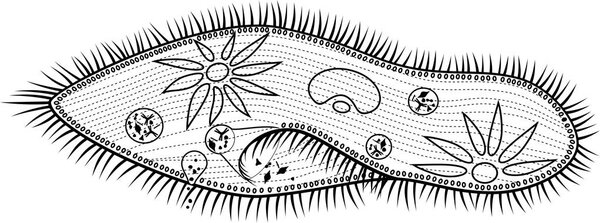 Coloring page. Structure of Paramecium caudatum