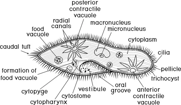 Página Para Colorear Estructura Paramecium Caudatum Con Títulos — Vector de stock