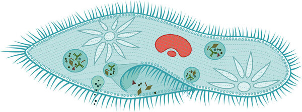 Structure of Paramecium caudatum isolated on white background