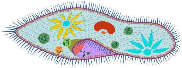 Structure of Paramecium caudatum