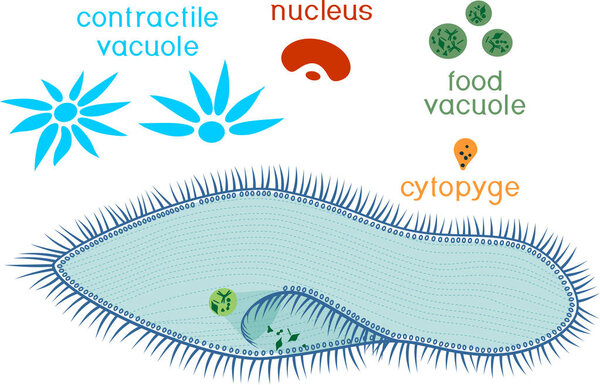 Educational game: assembling Paramecium caudatum from ready-made components in form of stickers. Paramecium caudatum structure with titles