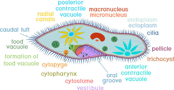Structure of Paramecium caudatum with titles