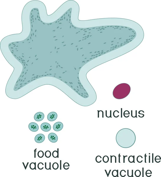 Juego Educativo Montaje Amoeba Proteus Partir Componentes Prefabricados Forma Pegatinas — Vector de stock