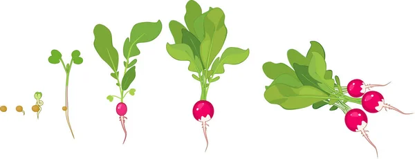 種子や収穫の芽から大根の成長の段階 — ストックベクタ
