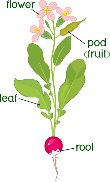 植物の部分 タイトルと開花大根葉の形態 — ストックベクタ