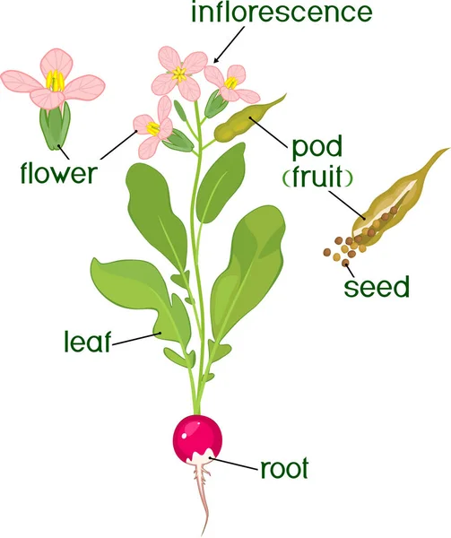 Partes Planta Morfologia Planta Rabanete Florido Com Sementes Vagem Títulos —  Vetores de Stock