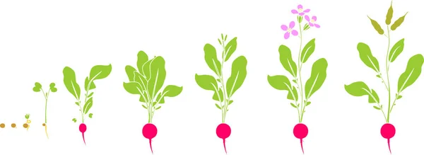 Ředkvička Životního Cyklu Sobě Jdoucích Fázích Růstu Semen Kvetoucí Plodící — Stockový vektor