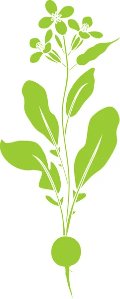 大根の開花植物の緑のシルエット — ストックベクタ