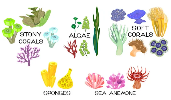 Set Different Species Corals Sea Anemones Sponges Marine Algae White — Stock Vector