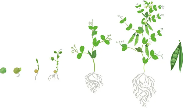 Life cycle of pea plant with root system. Stages of pea growth from seed and sprout to adult plant with fruits — Stock Illustration Life Cycle Pea Plant Root System Stages Pea Growth Seed Royalty Free Stock Illustrations