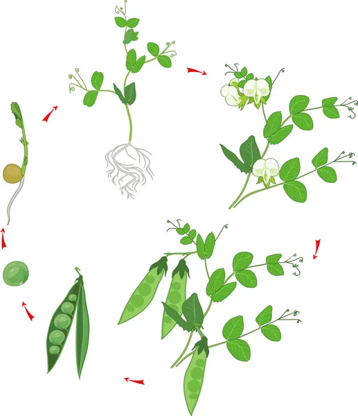 Life cycle of pea plant. Stages of pea growth from seed and sprout to adult plant with fruits — Stock Illustration Life Cycle Pea Plant Stages Pea Growth Seed Sprout Adult Stock Vector