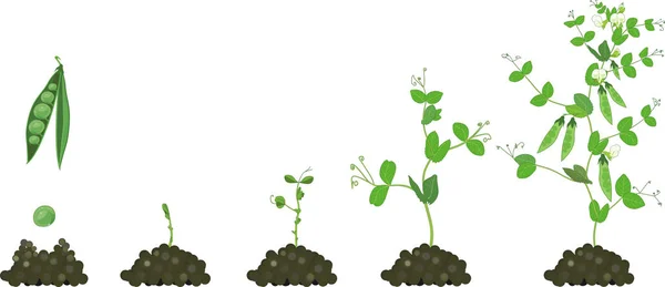 Life cycle of pea plant. Stages of pea growth from seed and sprout to adult plant with fruits — Stock Illustration Life Cycle Pea Plant Stages Pea Growth Seed Sprout Adult Royalty Free Stock Vectors