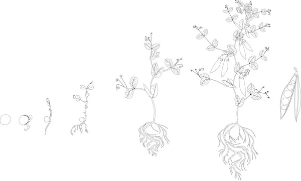 Coloring page. Life cycle of pea plant. Stages of pea growth from seed and sprout to adult plant with fruits — Stock Illustration Coloring Page Life Cycle Pea Plant Stages Pea Growth Seed Stock Vector
