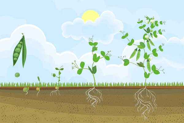 Life cycle of pea plant. Stages of pea growth from seed and sprout to adult plant with fruits — Stock Illustration Life Cycle Pea Plant Stages Pea Growth Seed Sprout Adult Vector Graphics