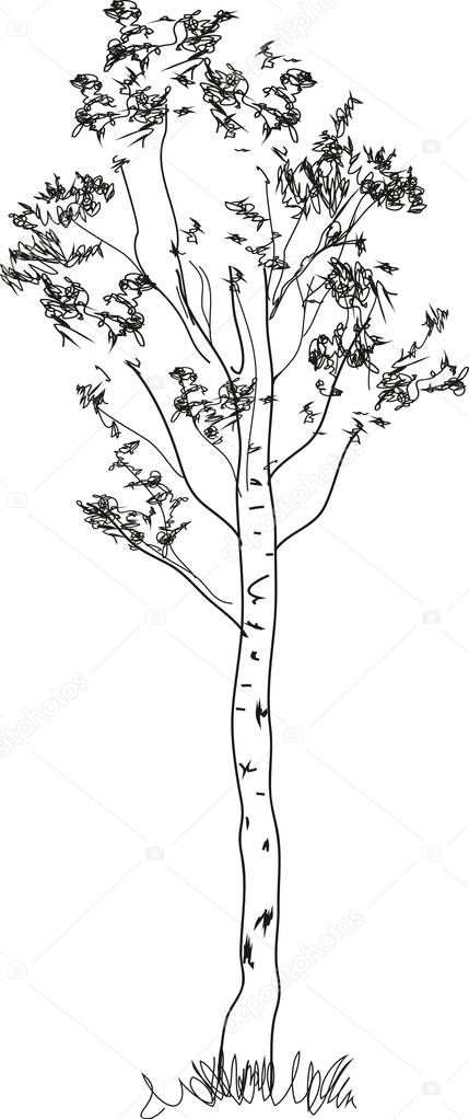 Stylized birch tree coloring page