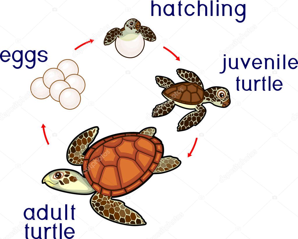 Life cycle of sea turtle. Sequence of stages of development of turtle from egg to adult animal