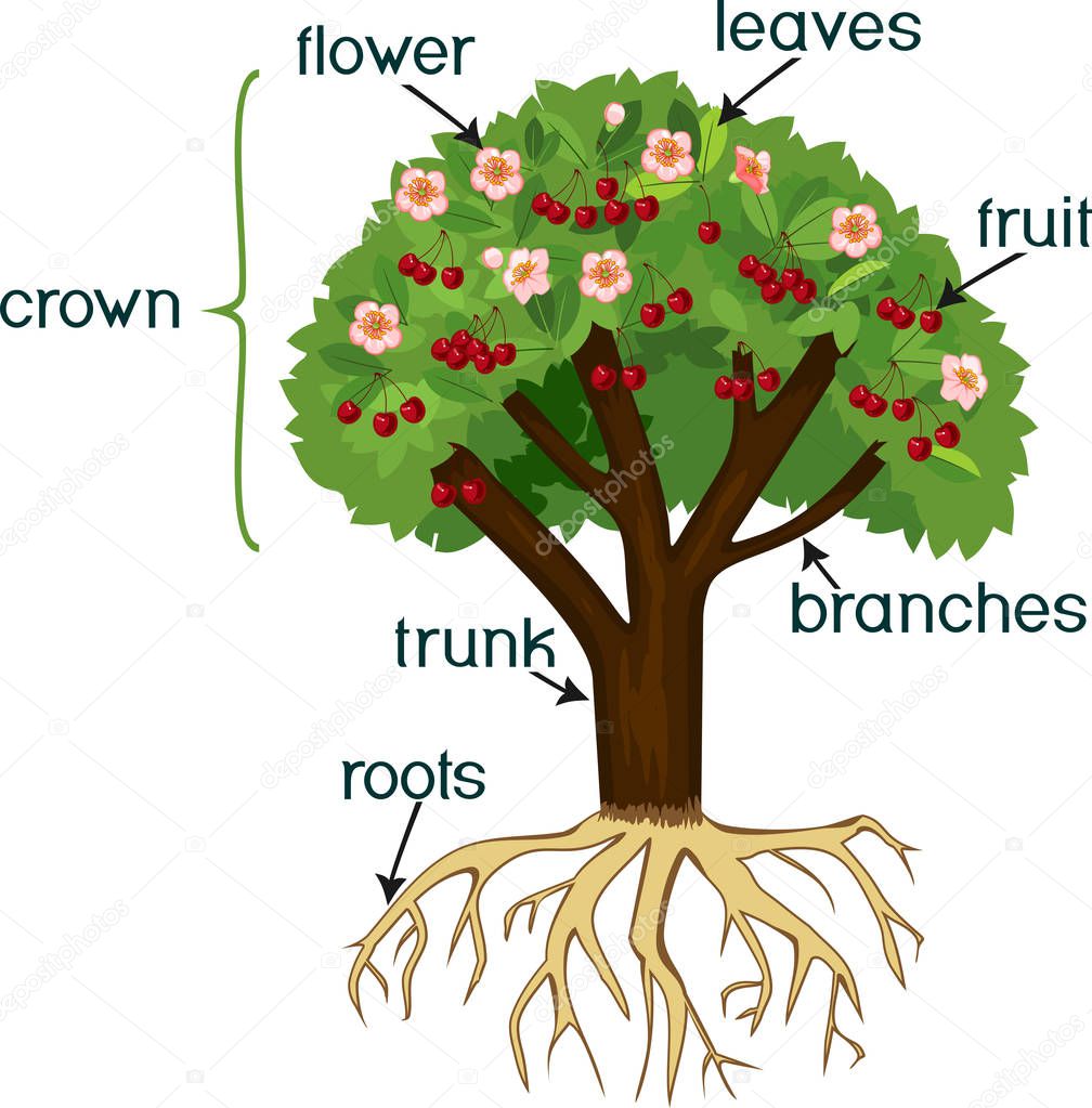 Parts of plant. Morphology of cherry tree with root system, flowers, fruits and titles