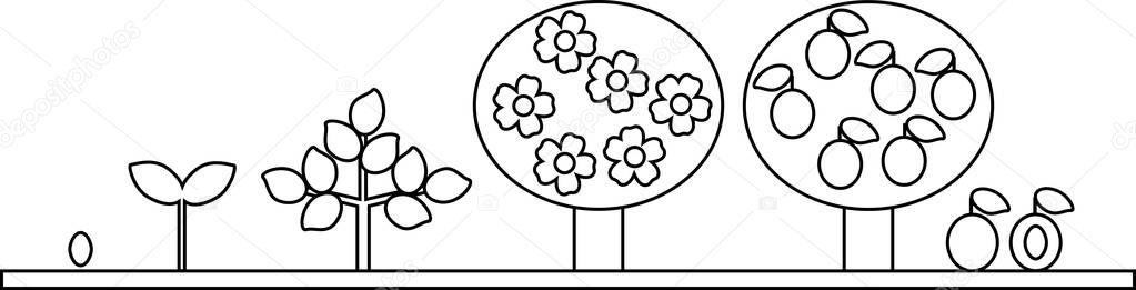 Coloring page. Life cycle of plum tree. Plant growth stage from seed to tree with fruits
