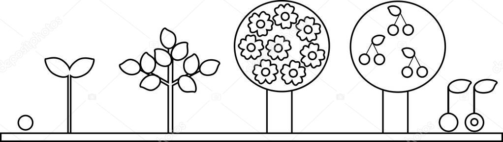 Coloring page. Life cycle of cherry tree. Plant growth stage from seed to tree with fruits