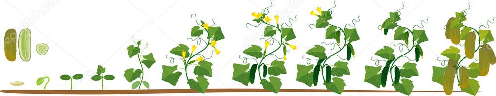 Life cycle of cucumber plant. Stages of growth from seed and sprout to adult plant with fruits