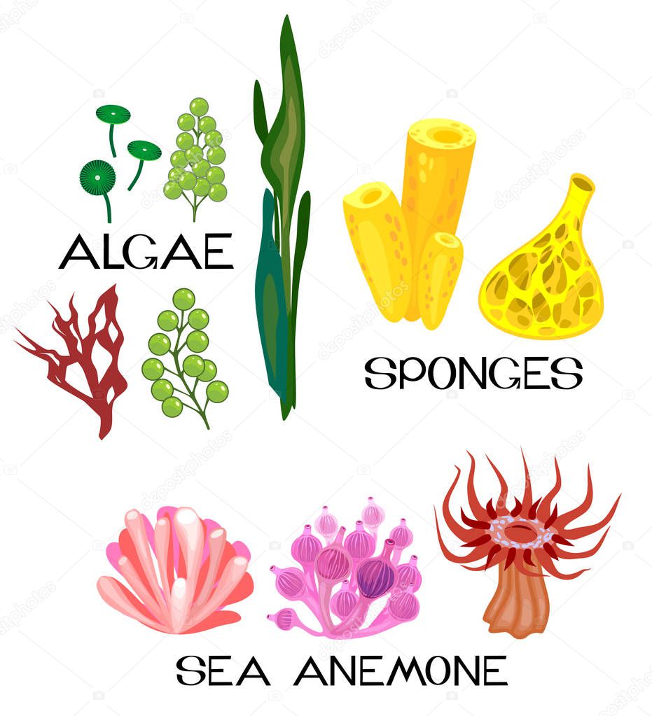 Set of different species of sea anemones, sponges, marine algae on white background