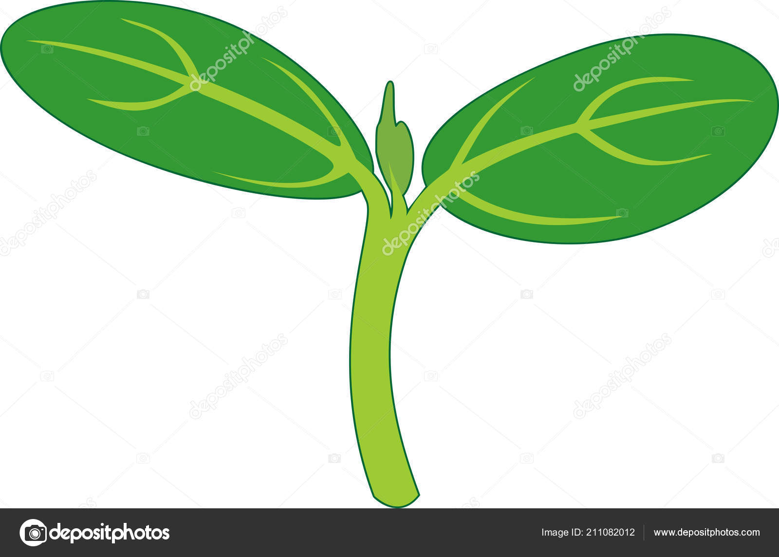 子葉ストックベクター ロイヤリティフリー子葉イラスト Depositphotos