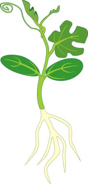 Fide kök ve beyaz arka plan üzerinde izole yeşil yaprakları ile karpuz