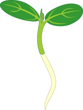 Filiz karpuz kök ve beyaz arka plan üzerinde izole iki yeşil yaprakları ile