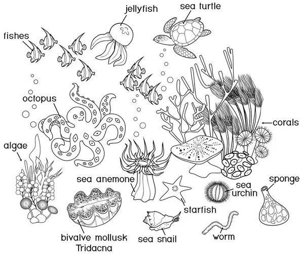 Coloriage Écosystème Récifs Coralliens Avec Différents Habitants Marins Avec Des — Image vectorielle