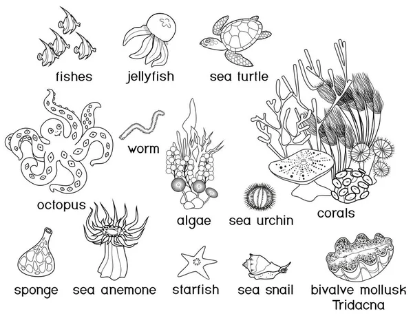 Coloriage Différents Animaux Sous Marins Avec Des Titres — Image vectorielle