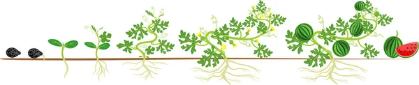 スイカの植物のライフ サイクル 種子や収穫の芽からスイカの成長の段階 — ストックベクタ