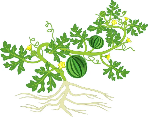 Planta Sandía Con Frutas Flores Hojas Verdes Sistema Radicular Aislado — Vector de stock