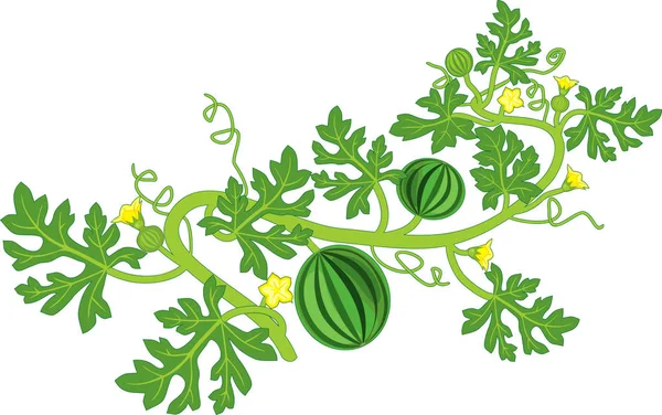 Pastèque Aux Fruits Fleurs Feuilles Vertes Isolées Sur Fond Blanc — Image vectorielle